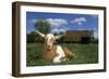 Domestic Goat-null-Framed Photographic Print