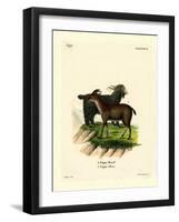 Domestic Goat-null-Framed Giclee Print
