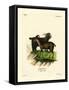 Domestic Goat-null-Framed Stretched Canvas