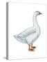 Domestic Goose (Anser Anser), Birds-Encyclopaedia Britannica-Stretched Canvas