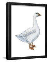 Domestic Goose (Anser Anser), Birds-Encyclopaedia Britannica-Framed Poster