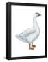 Domestic Goose (Anser Anser), Birds-Encyclopaedia Britannica-Framed Poster