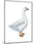 Domestic Goose (Anser Anser), Birds-Encyclopaedia Britannica-Mounted Poster