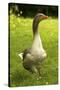 Domestic Goose-null-Stretched Canvas