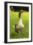 Domestic Goose-null-Framed Photographic Print