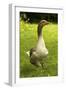 Domestic Goose-null-Framed Photographic Print