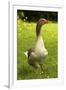 Domestic Goose-null-Framed Photographic Print