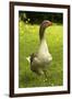 Domestic Goose-null-Framed Photographic Print
