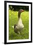 Domestic Goose-null-Framed Photographic Print