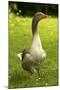 Domestic Goose-null-Mounted Photographic Print