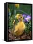 Domestic Gosling Amongst Pansies, USA-Lynn M. Stone-Framed Stretched Canvas