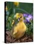 Domestic Gosling Amongst Pansies, USA-Lynn M. Stone-Stretched Canvas