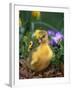 Domestic Gosling Amongst Pansies, USA-Lynn M. Stone-Framed Photographic Print