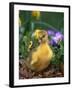 Domestic Gosling Amongst Pansies, USA-Lynn M. Stone-Framed Photographic Print