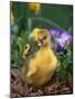 Domestic Gosling Amongst Pansies, USA-Lynn M. Stone-Mounted Photographic Print