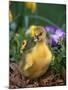 Domestic Gosling Amongst Pansies, USA-Lynn M. Stone-Mounted Photographic Print