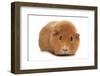 Domestic Guinea Pig (Cavia porcellus) adult, standing-Chris Brignell-Framed Photographic Print