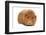 Domestic Guinea Pig (Cavia porcellus) adult, standing-Chris Brignell-Framed Photographic Print