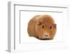 Domestic Guinea Pig (Cavia porcellus) adult, standing-Chris Brignell-Framed Photographic Print