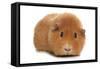 Domestic Guinea Pig (Cavia porcellus) adult, standing-Chris Brignell-Framed Stretched Canvas