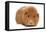 Domestic Guinea Pig (Cavia porcellus) adult, standing-Chris Brignell-Framed Stretched Canvas