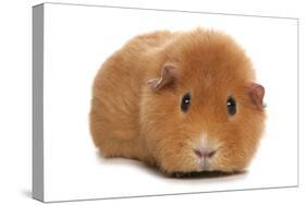 Domestic Guinea Pig (Cavia porcellus) adult, standing-Chris Brignell-Stretched Canvas