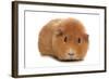 Domestic Guinea Pig (Cavia porcellus) adult, standing-Chris Brignell-Framed Photographic Print