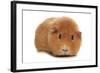 Domestic Guinea Pig (Cavia porcellus) adult, standing-Chris Brignell-Framed Photographic Print