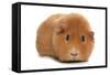 Domestic Guinea Pig (Cavia porcellus) adult, standing-Chris Brignell-Framed Stretched Canvas