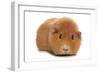 Domestic Guinea Pig (Cavia porcellus) adult, standing-Chris Brignell-Framed Photographic Print