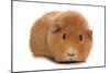 Domestic Guinea Pig (Cavia porcellus) adult, standing-Chris Brignell-Mounted Photographic Print