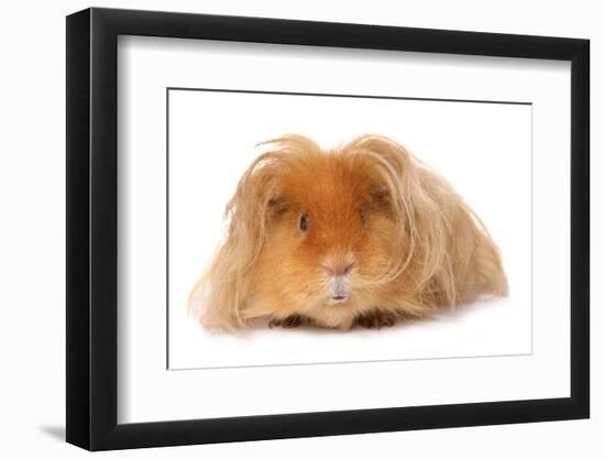 Domestic Guinea Pig (Cavia porcellus) adult, with long hair, standing-Chris Brignell-Framed Photographic Print