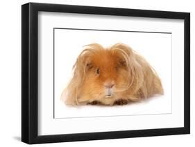 Domestic Guinea Pig (Cavia porcellus) adult, with long hair, standing-Chris Brignell-Framed Photographic Print