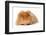 Domestic Guinea Pig (Cavia porcellus) adult, with long hair, standing-Chris Brignell-Framed Photographic Print