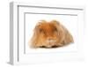 Domestic Guinea Pig (Cavia porcellus) adult, with long hair, standing-Chris Brignell-Framed Photographic Print