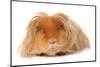 Domestic Guinea Pig (Cavia porcellus) adult, with long hair, standing-Chris Brignell-Mounted Photographic Print