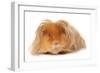 Domestic Guinea Pig (Cavia porcellus) adult, with long hair, standing-Chris Brignell-Framed Photographic Print