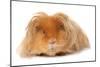 Domestic Guinea Pig (Cavia porcellus) adult, with long hair, standing-Chris Brignell-Mounted Photographic Print