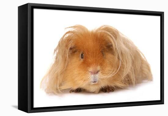 Domestic Guinea Pig (Cavia porcellus) adult, with long hair, standing-Chris Brignell-Framed Stretched Canvas