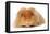 Domestic Guinea Pig (Cavia porcellus) adult, with long hair, standing-Chris Brignell-Framed Stretched Canvas