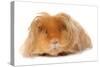Domestic Guinea Pig (Cavia porcellus) adult, with long hair, standing-Chris Brignell-Stretched Canvas