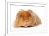 Domestic Guinea Pig (Cavia porcellus) adult, with long hair, standing-Chris Brignell-Framed Photographic Print