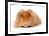 Domestic Guinea Pig (Cavia porcellus) adult, with long hair, standing-Chris Brignell-Framed Photographic Print