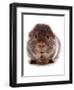 Domestic Guinea Pig (Cavia porcellus) adult-Chris Brignell-Framed Photographic Print