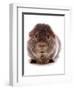 Domestic Guinea Pig (Cavia porcellus) adult-Chris Brignell-Framed Photographic Print