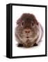 Domestic Guinea Pig (Cavia porcellus) adult-Chris Brignell-Framed Stretched Canvas