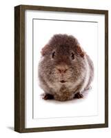 Domestic Guinea Pig (Cavia porcellus) adult-Chris Brignell-Framed Photographic Print