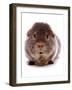 Domestic Guinea Pig (Cavia porcellus) adult-Chris Brignell-Framed Photographic Print