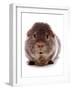 Domestic Guinea Pig (Cavia porcellus) adult-Chris Brignell-Framed Photographic Print