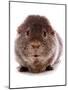 Domestic Guinea Pig (Cavia porcellus) adult-Chris Brignell-Mounted Photographic Print